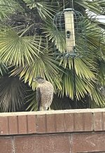 IMG_1643.jpg