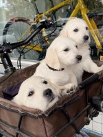 White Labs.jpg