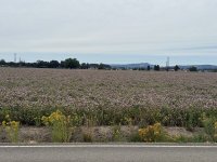 IMG_1152.jpeg
