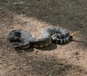 IMG_3698.jpeg