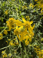 IMG_006972a.png