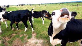 cow15.jpg