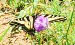 WesternTigerSwallowtail.png