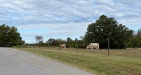 IMG_0494.jpeg