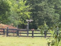 IMG_0406.jpeg
