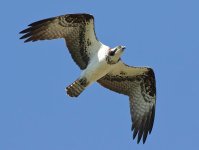 osprey-in-flight-1.jpg