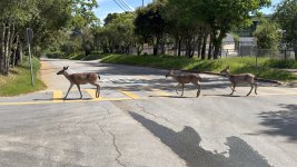 crosswalkdeer.jpg