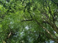 IMG_2634.jpeg