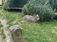 IMG_2729.jpeg