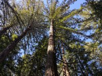 4168-redwood.jpg