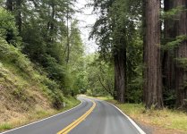4488-redwoods.jpg