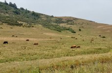 4516-cows.jpg