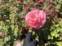 IMG_2465.JPG