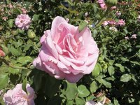 IMG_2467.JPG