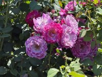 IMG_2469.JPG