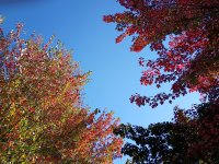 IMG_20260928_144938027.jpg
