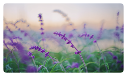 IMG_8111 Large.png