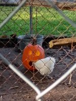 IMG_20261016_170411737.jpg