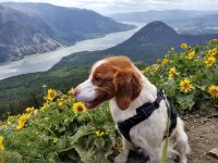 make a dogs day zaedee2.jpg