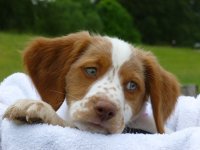 Dogs day emma.JPG