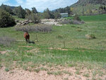 friendly-horse-on-ranch-in-colorado.jpg