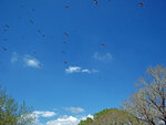 wild-geese-flying-over.jpg