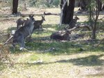 Kangaroo 2.jpg