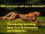 cheetah5.jpg