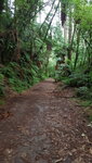 Rotorua tracks.jpg