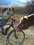 horse touching bike.jpg