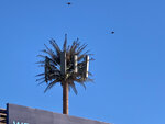 cell-phone-tower-palm-tree-with-birds.jpg