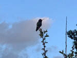 humming-bird-in-tree-vancouver-bc.jpg