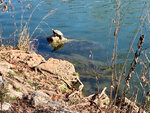 turtle-sitting-on-log-in-austin-texas.jpg