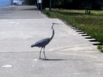 Erie PA bird at Bayfront.jpg