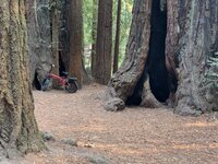 eBikeRedwoods.jpg