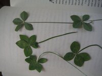 Clovers.JPG