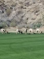 5th green Bighorn.jpg