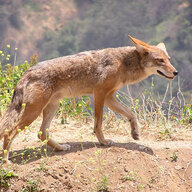 Urban Coyote