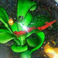 ancheereinar